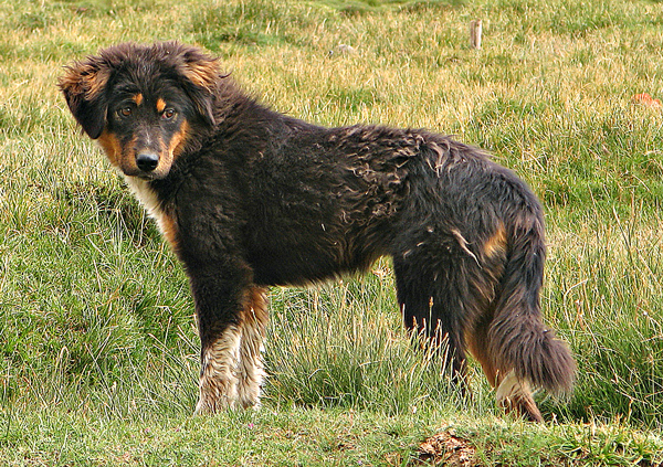 Mastin Tibetano cachorro