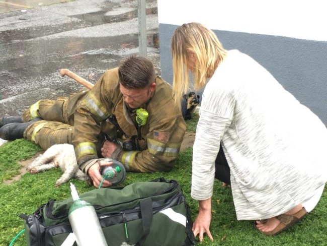 Espectacular. Un bombero salva la vida de un Bichón tras un incendio