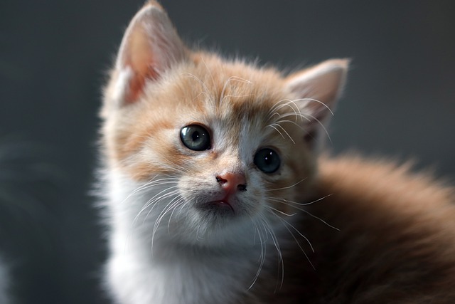 Vivir con un gato. Cómo son los GATOS