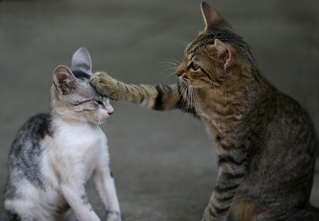 ¿Cómo saludan los gatos?