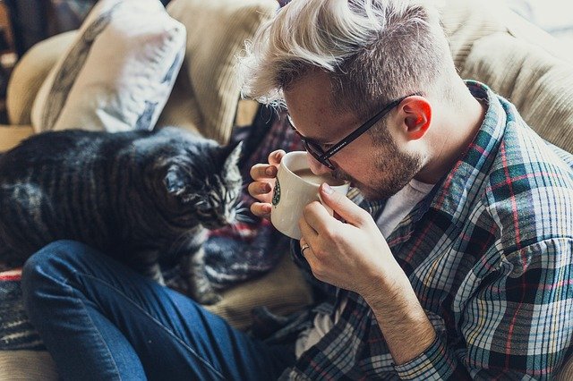 gato en casa