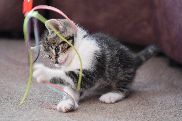 gato jugando con cuerda