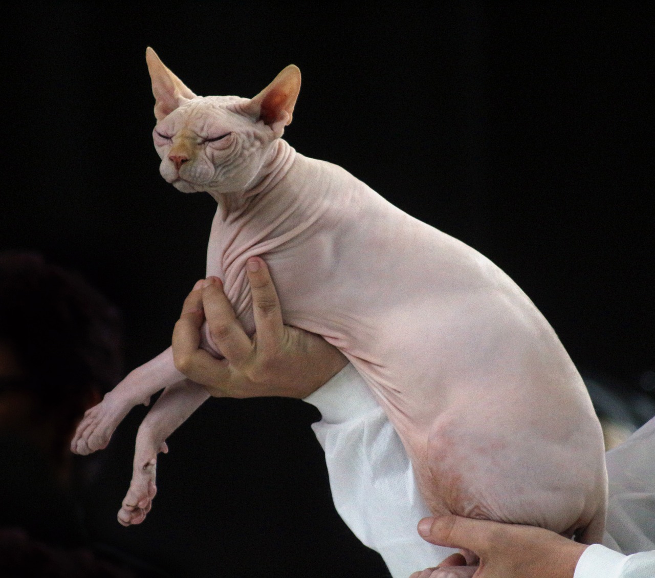 Sphynx. Gato sin pelo. cuidados