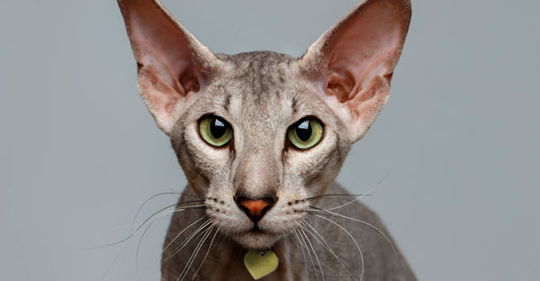 Peterbald. Gatos sin pelaje