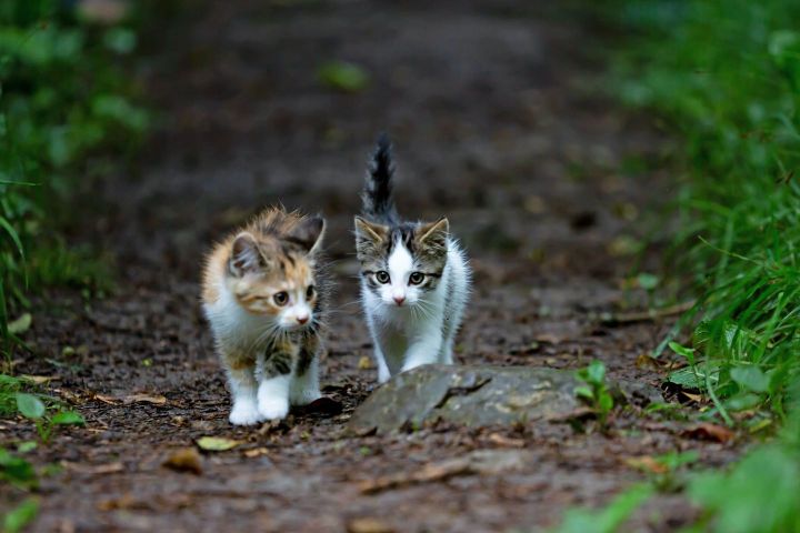 ¿Piensan los gatos