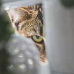 Causas por las que se esconden los gatos