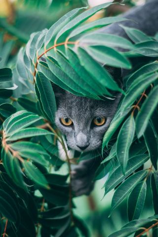 Razones por las que se esconden los gatitos