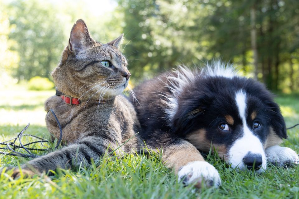 ¿Cuáles son las PRINCIPALES diferencias entre perros y gatos?