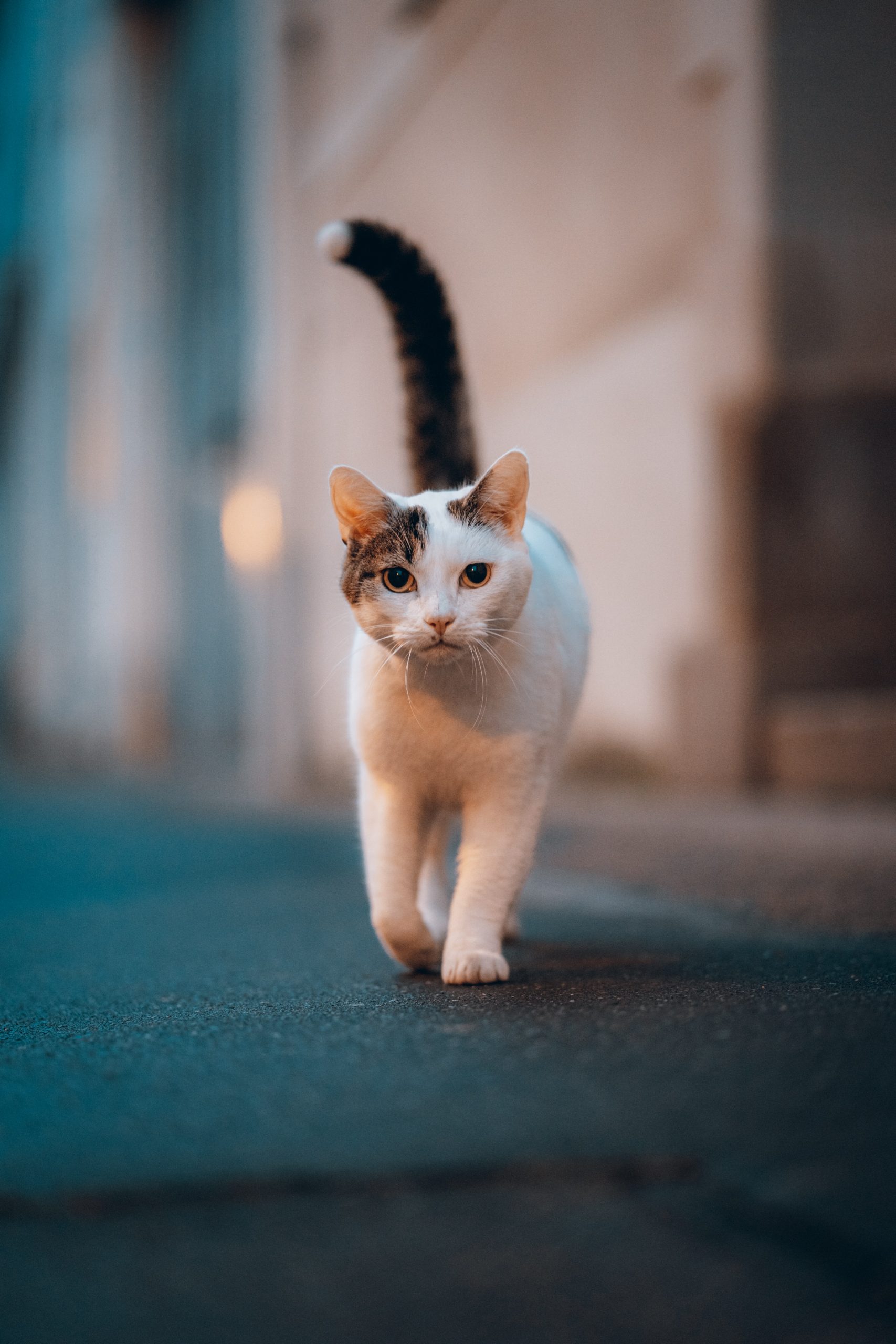 qué significa gato con la cola en alto.