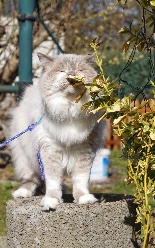 ¿Qué olores odian los gatos?