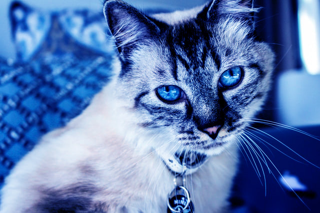 soñar con un gato azul o gris