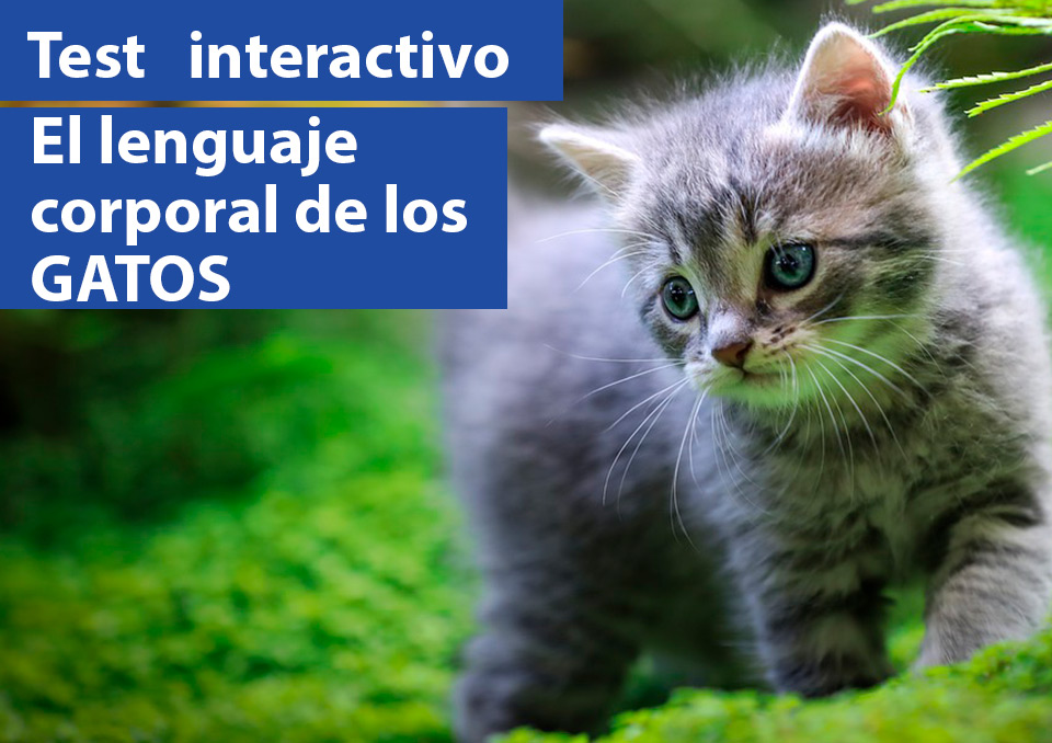 Test interactivos. ¿Mi gato me quiere? ¿Es feliz?