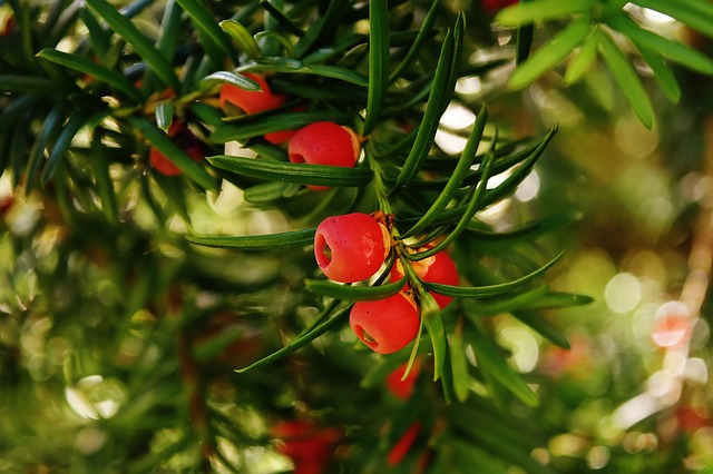 Tejo planta peligrosa para los gatos