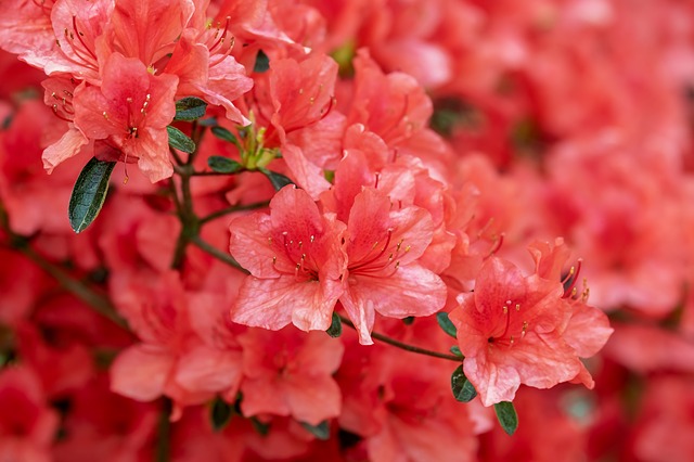 Azalea planta peligrosa para los gatos