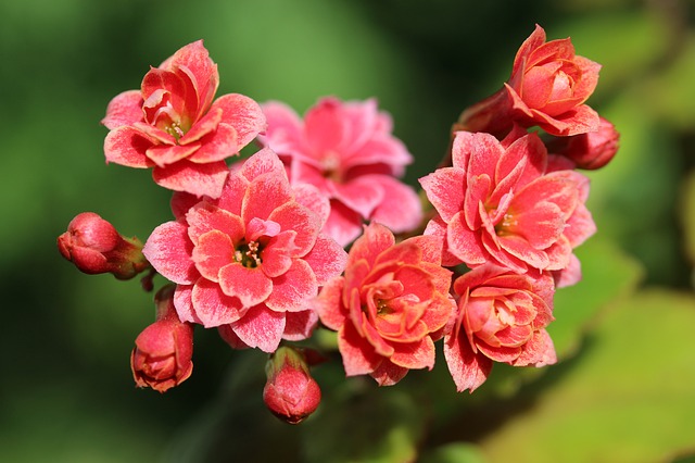 kalanchoe planta peligrosa para los gatos