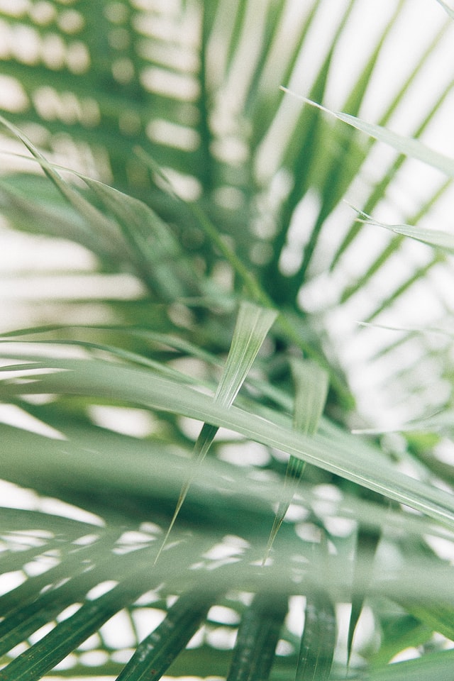 palmera planta peligrosa para los gatos