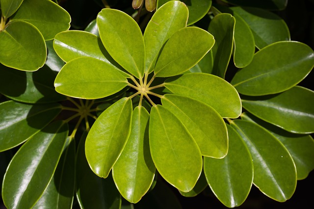 schefflera planta peligrosa para los gatos