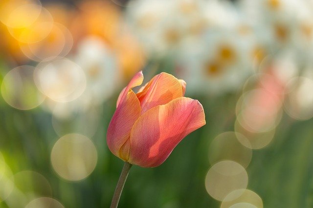 Bulbos de tulipán / narciso planta peligrosa para los gatos
