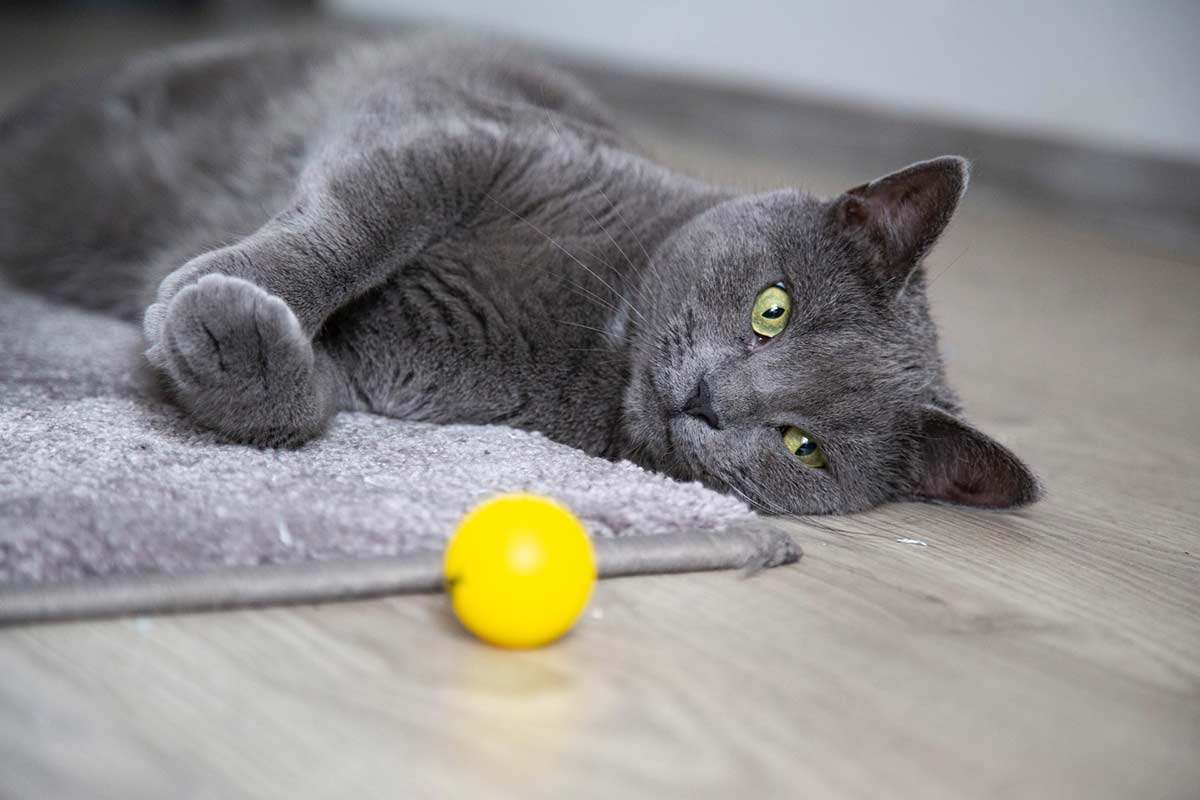 La personalidad del gato azul ruso