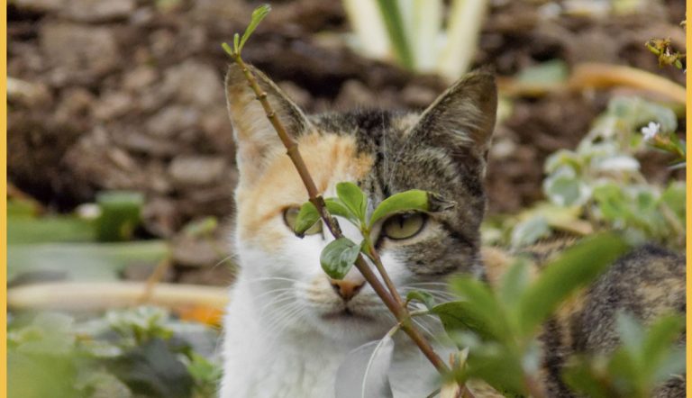 Razones porque los gatos comen hierba