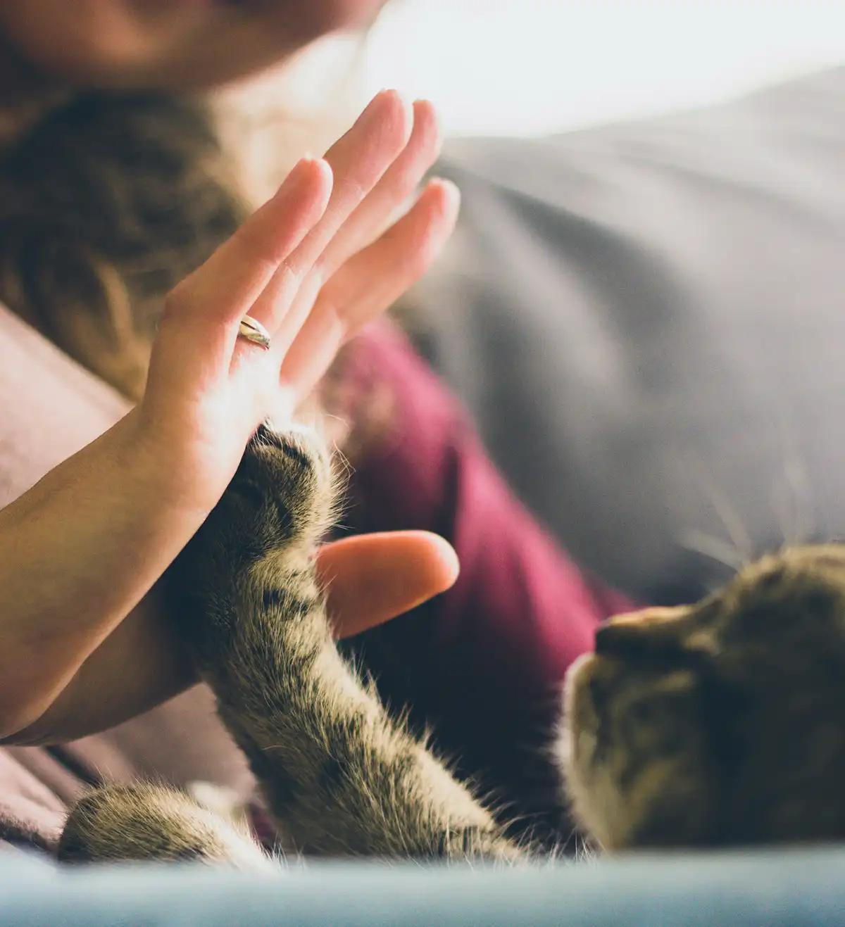 ¿Cuáles son los problemas de comportamiento más habituales entre los gatos?