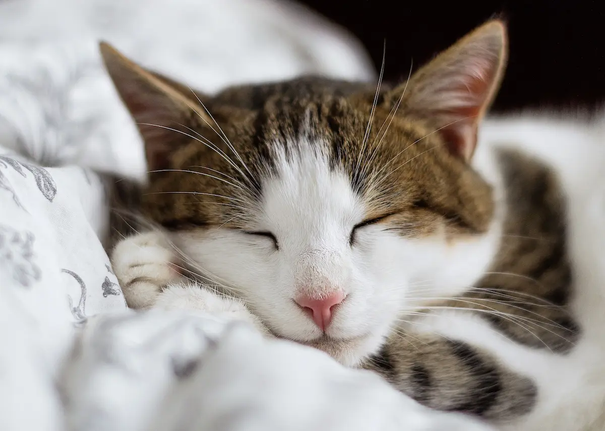 ¿Cuáles son los patrones del sueño en los gatos?
