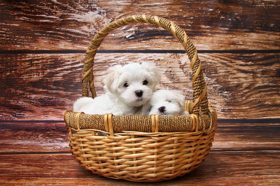 cachorro bichon maltes