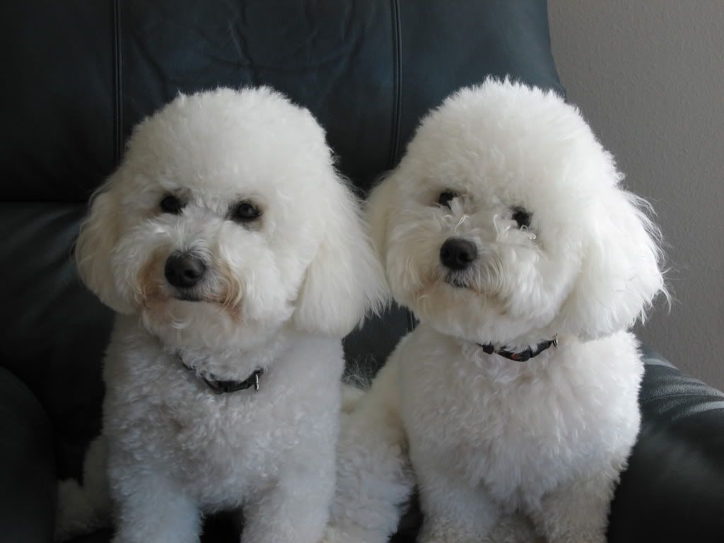 Bichon Frise