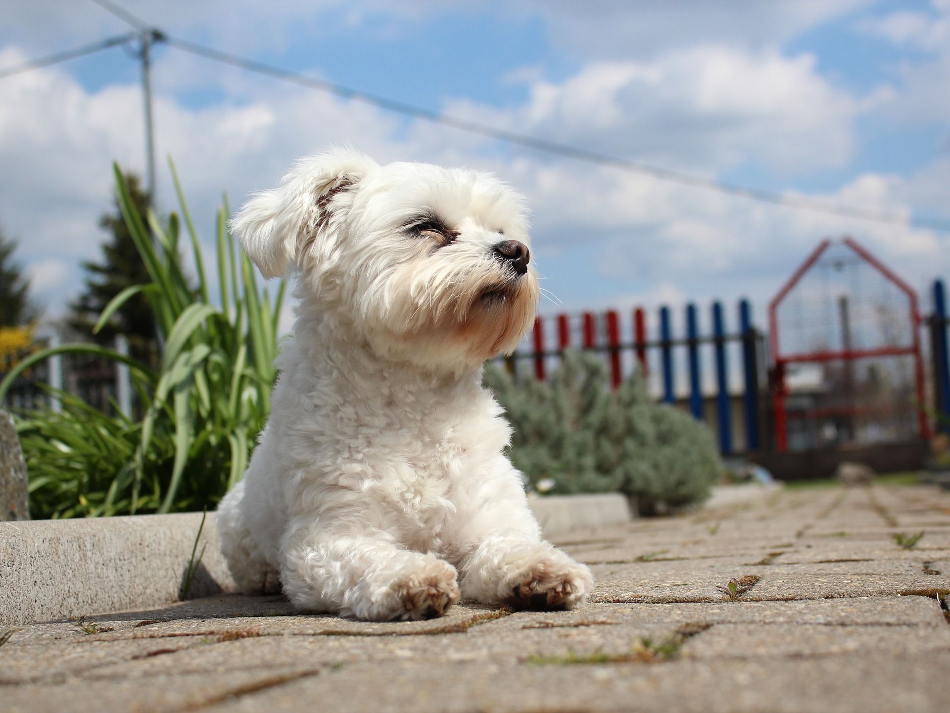 bichon maltes caracteristicas fisicas