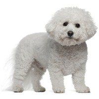 bichon frise