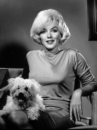 bichon Maf y Marilyn Monroe