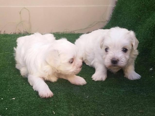 bichon maltes cachorros