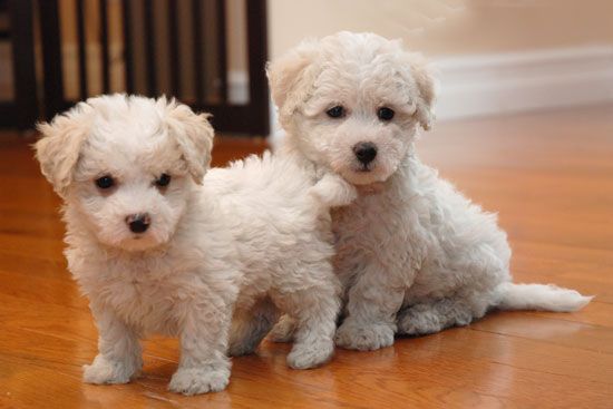 Adoptar un bichon maltes. 5 cuestiones importantes a tener en cuenta