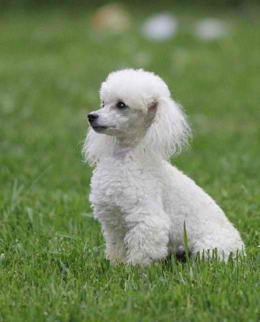 caniche, es el más inteligente de los perros?