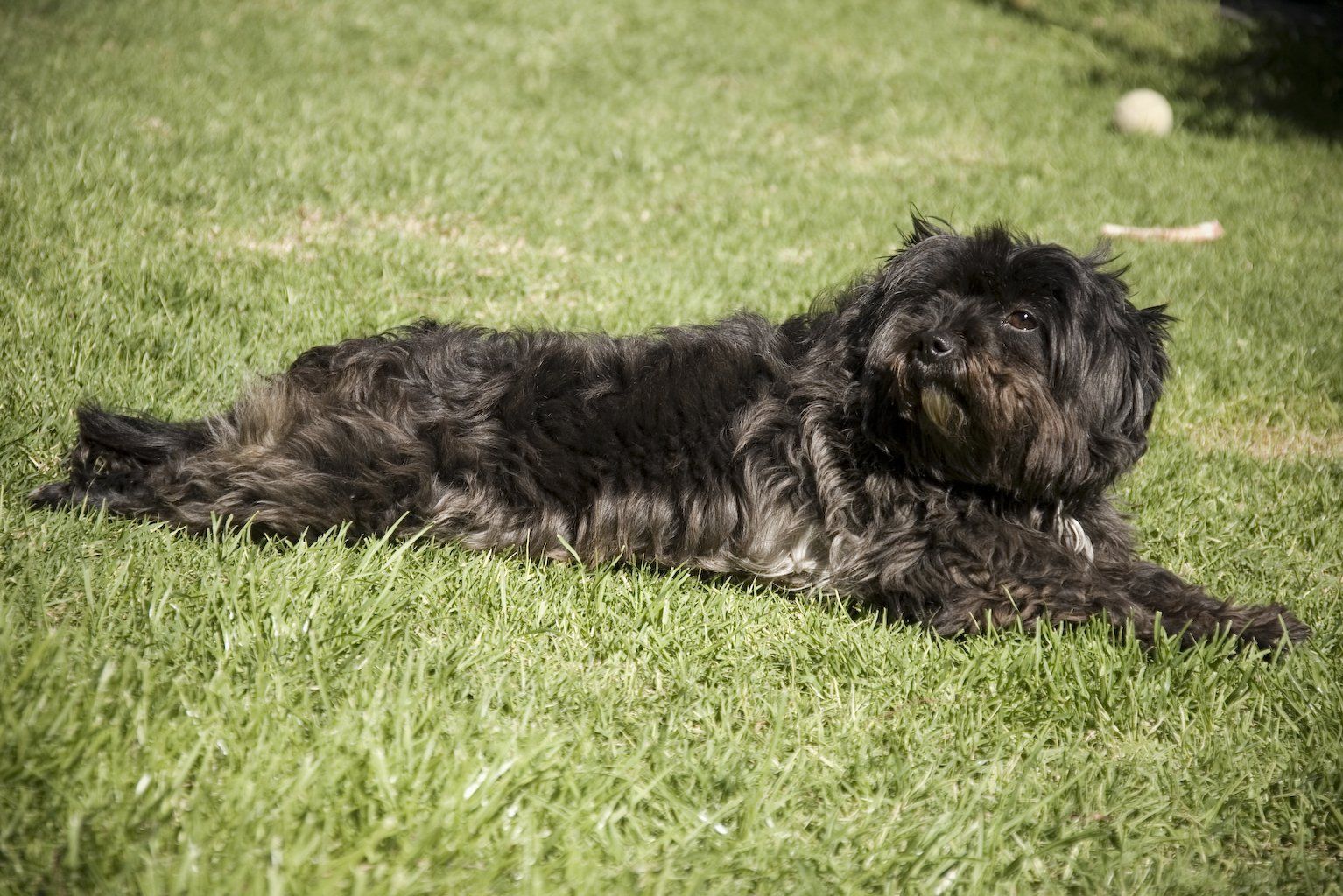 Terrier maltes