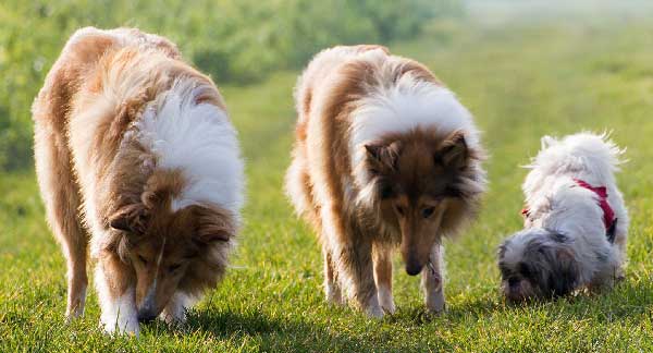 cómo es el perro raza Collie