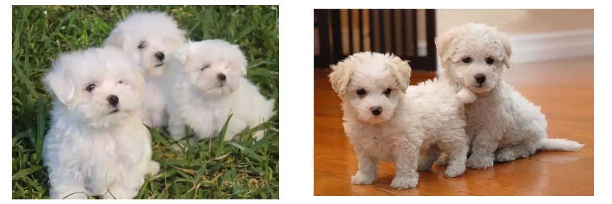 Adoptar un bichon maltes.