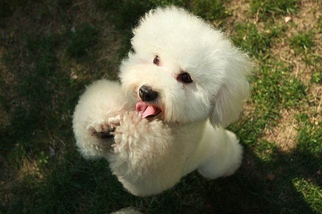 Bichon maltes