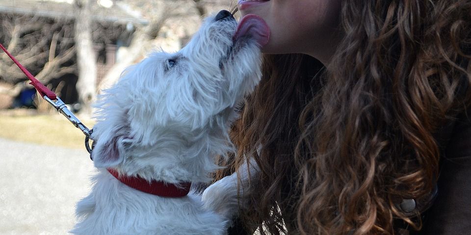 Cómo entender los gestos de nuestros perros