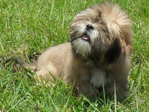 Lhasa Apso, cachorro