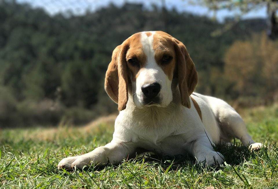 ASí es la raza de perros beagle