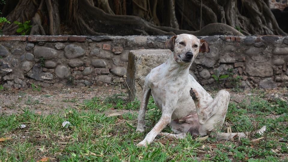 ¿Qué causa la sarna en los perros?