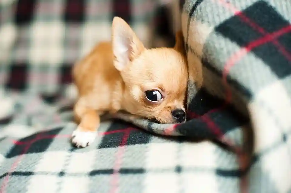 áreas de la inteligencia de los perros que no se pudieron estudiar