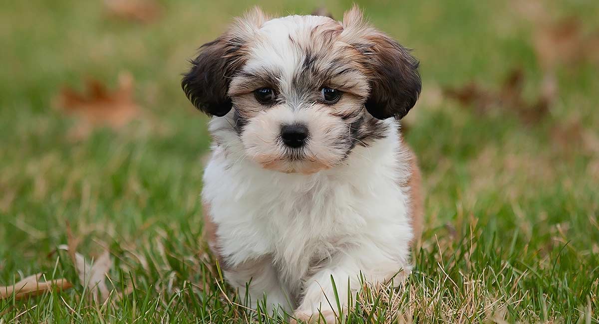 Mezcla de Bichon Frise y Shih Tzu