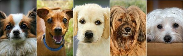 Procendencia razas de perros