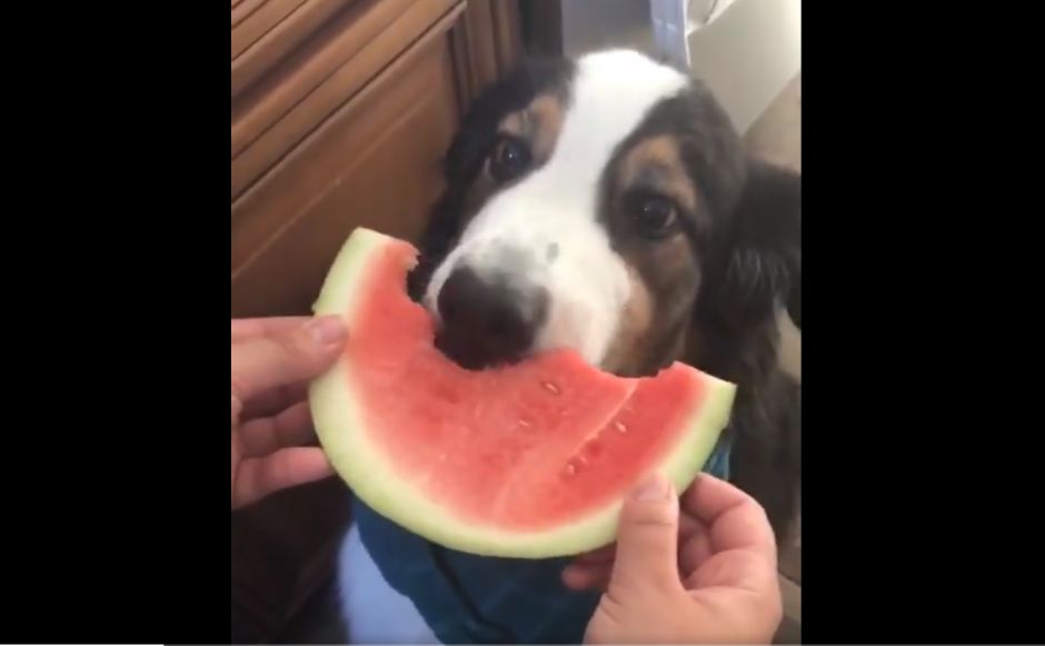 los perros pueden comer sandia?