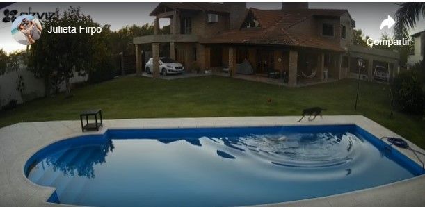 Así ayuda una perrita a salir de la piscina a su compañera ciega