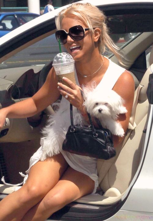 Britany Spears y su bichon maltes