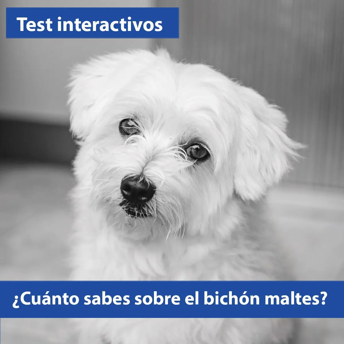 TEST INTERACTIVOS. ¿Cuánto sabes sobre el bichón maltes y otros perritos?