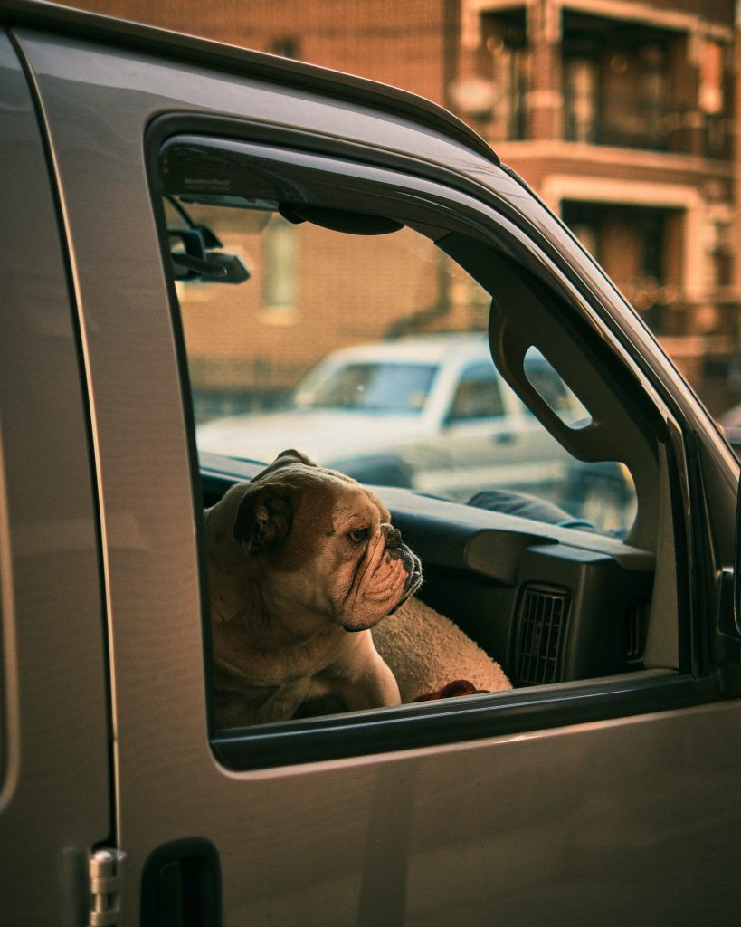 Cómo transportar un perro en el coche.